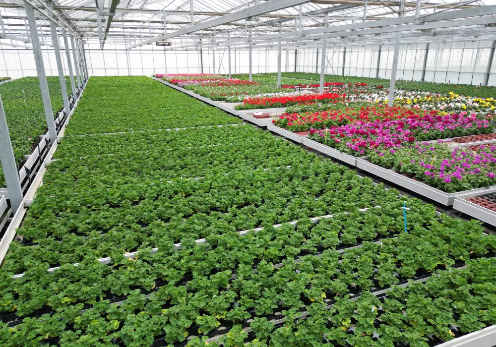 Plantes locales Faremoutiers – Les Jardins de la Brie
