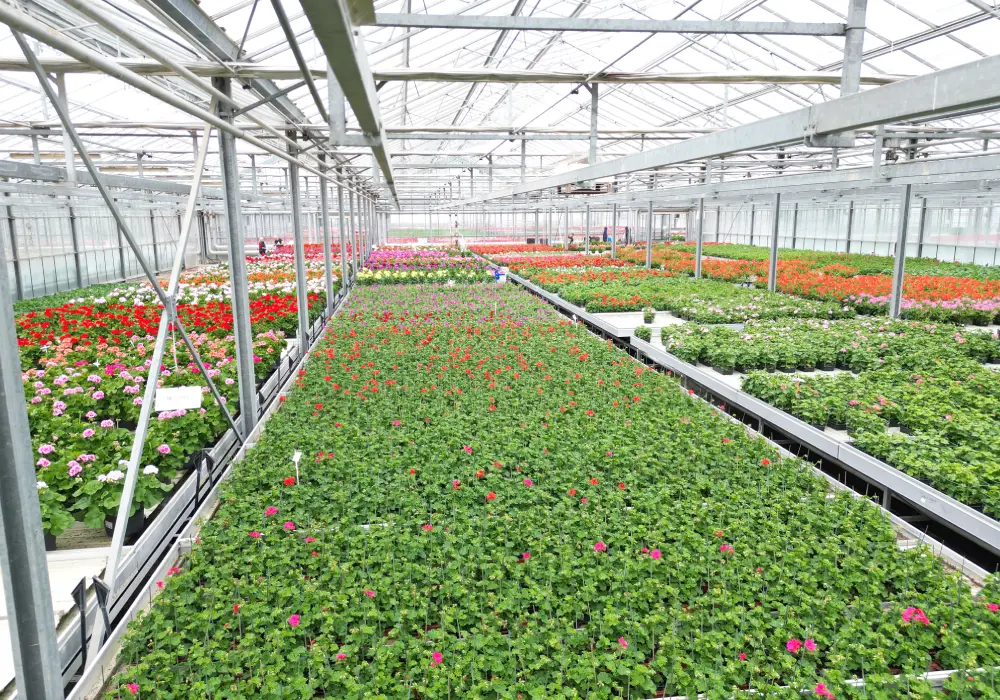 Plantes locales Faremoutiers – Les Jardins de la Brie