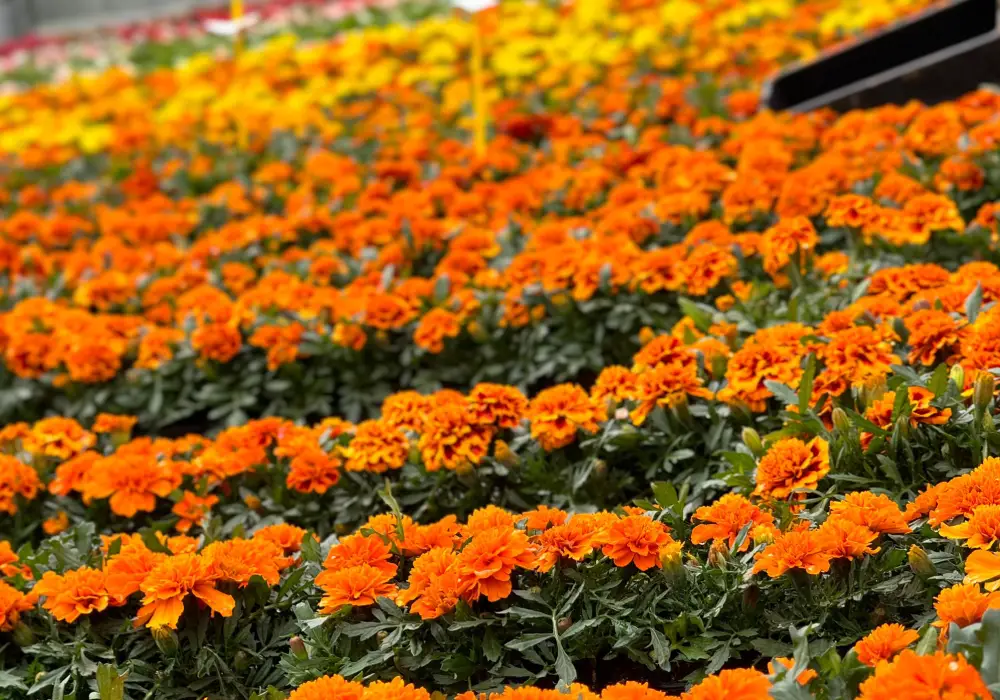 Plantes locales Faremoutiers – Les Jardins de la Brie