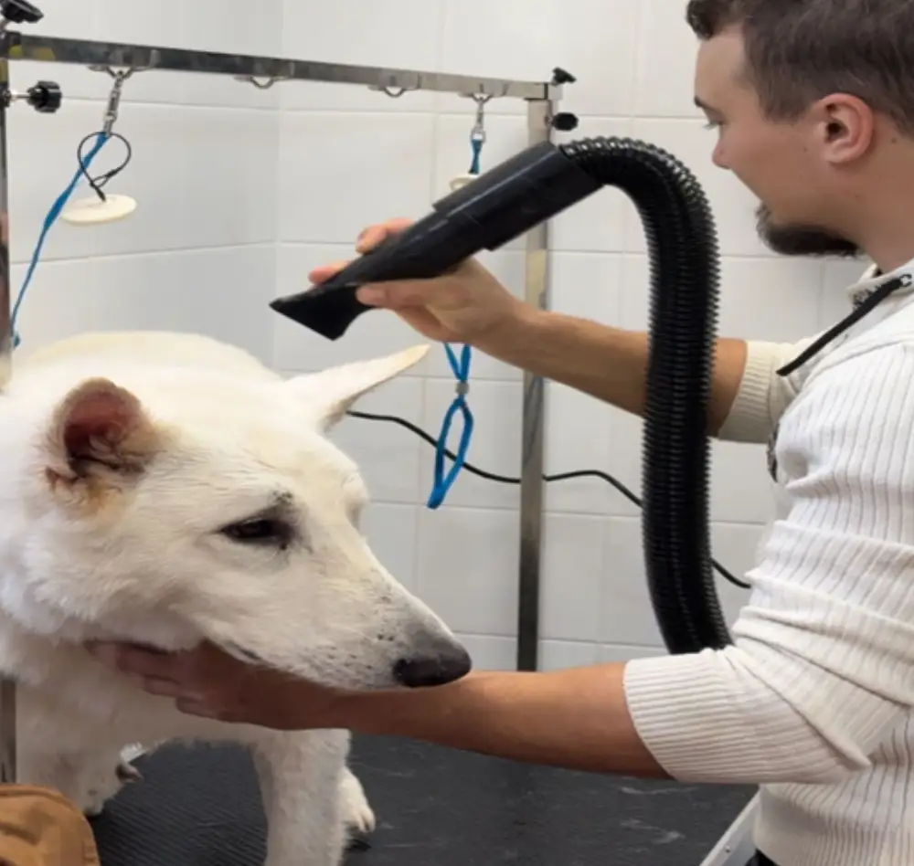 dog wash2 mouroux
