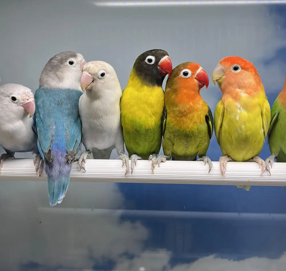Animalerie pour animaux de compagnie Jardins de la Brie Les Compagnons des Saisons