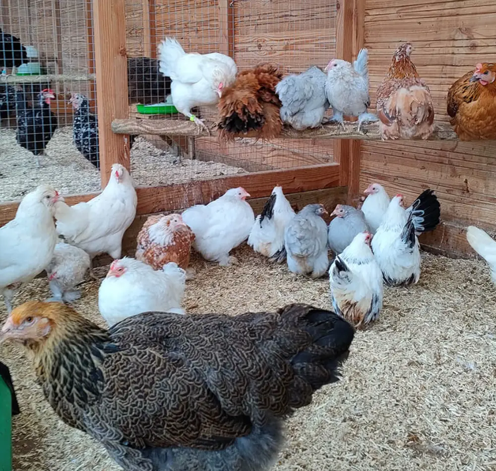 poule1 interieur saisons