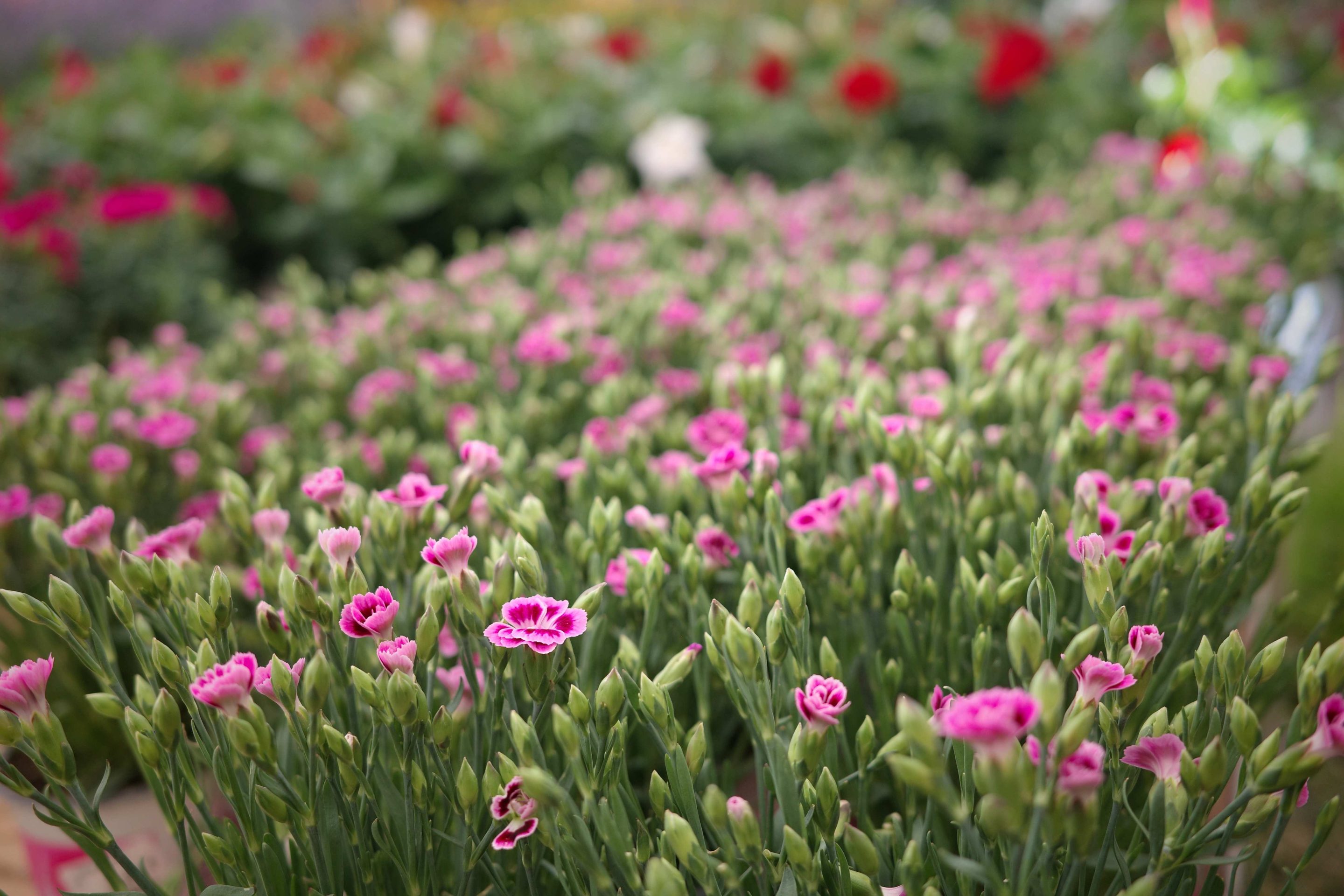Tous au jardin 14