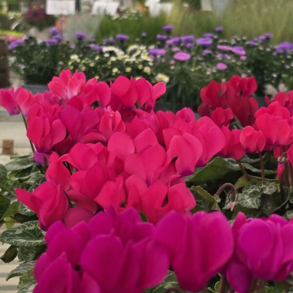 Accueil_TOUS_AU_JARDIN_le_jardin Accueil_TOUS_AU_JARDIN_le_jardin